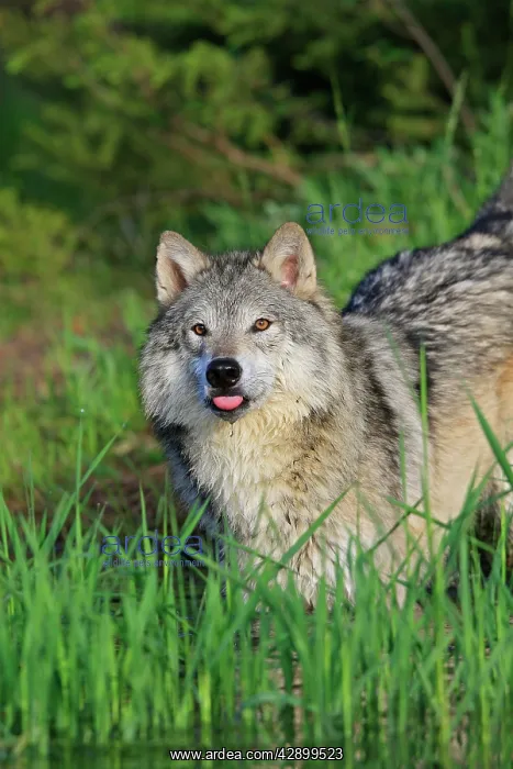 : Timber / Grey Wolf : Timber / Grey Wolf