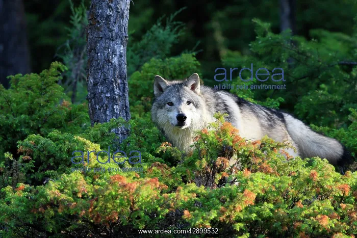 : Timber / Grey Wolf : Timber / Grey Wolf