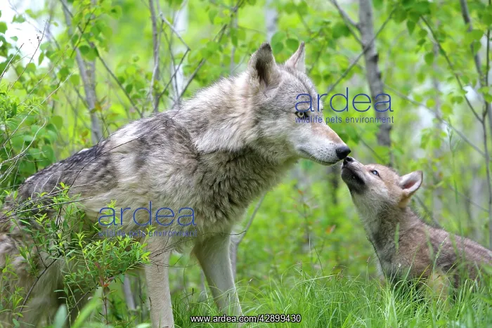 : Timber / Grey Wolf - adult with cub : Timber / Grey Wolf - adult with cub
