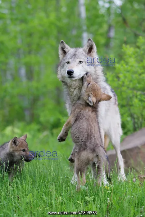 : Timber / Grey Wolf - adult with cub begging : Timber / Grey Wolf - adult with cub begging