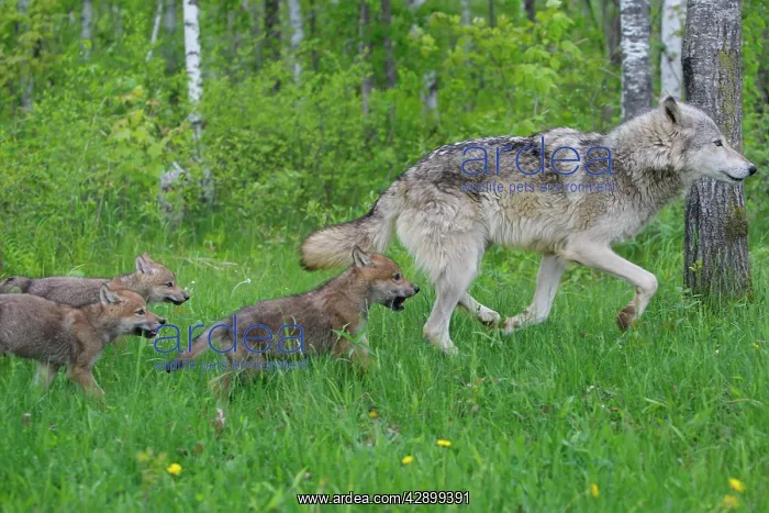 : Timber / Grey Wolf - adult with cubs : Timber / Grey Wolf - adult with cubs