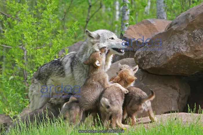 : Timber / Grey Wolf - adult with cubs : Timber / Grey Wolf - adult with cubs