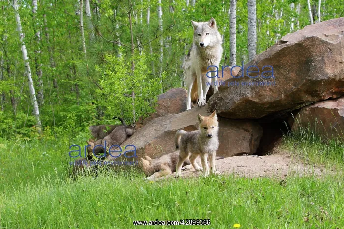 : Timber / Grey Wolf - adult with cubs at den entrance : Timber / Grey Wolf - adult with cubs at den entrance