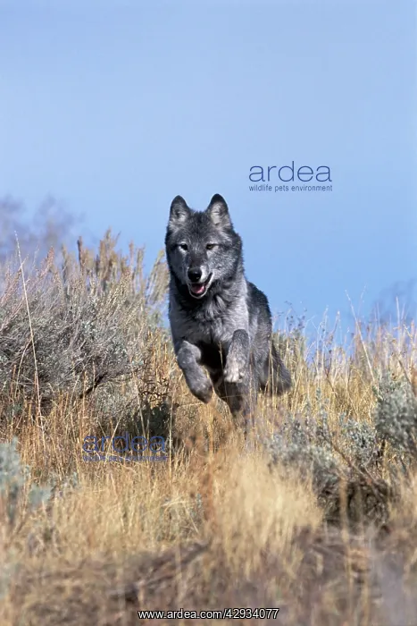 : Timber Grey Wolf - black phase running in prairie : Timber Grey Wolf - black phase running in prairie