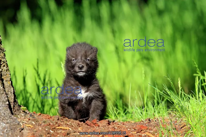 : Timber / Grey Wolf - cub : Timber / Grey Wolf - cub