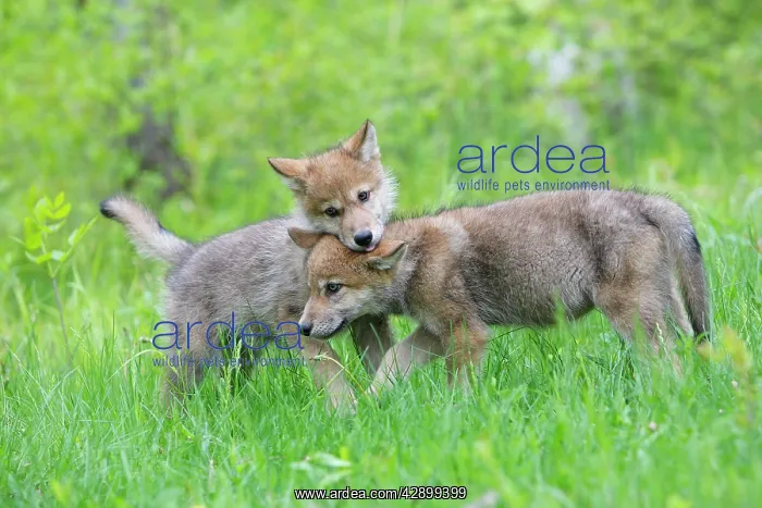 : Timber / Grey Wolf - cubs : Timber / Grey Wolf - cubs