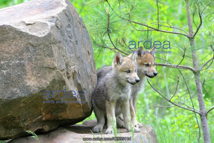 : Timber / Grey Wolf - cubs : Timber / Grey Wolf - cubs