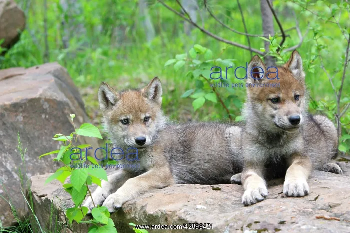 : Timber / Grey Wolf - cubs : Timber / Grey Wolf - cubs