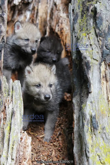  : Timber  /  Grey Wolf - cubs