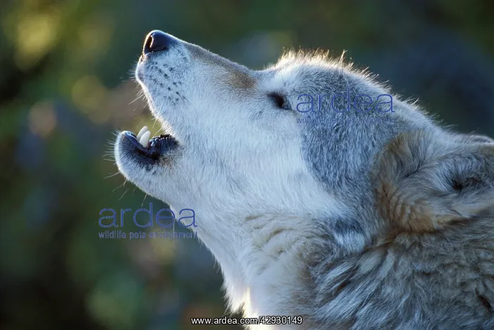 : Timber / Grey Wolf - howling : Timber / Grey Wolf - howling