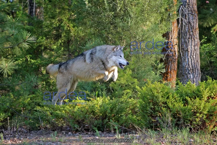 : Timber / Grey Wolf - jumping : Timber / Grey Wolf - jumping