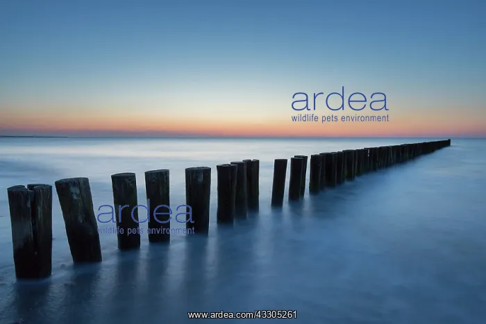 : Timber groyne on the Baltic Sea coast - Mecklenburg : Timber groyne on the Baltic Sea coast - Mecklenburg