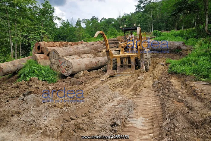 : Timber at a logging area near the Danum Valley : Timber at a logging area near the Danum Valley