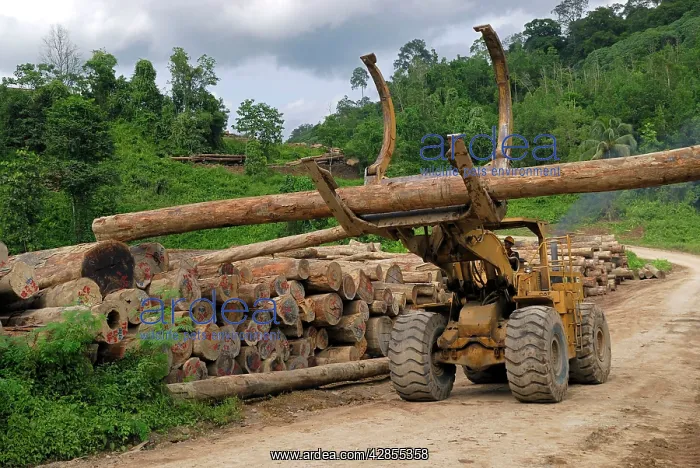 : Timber at a logging area near the Danum Valley : Timber at a logging area near the Danum Valley