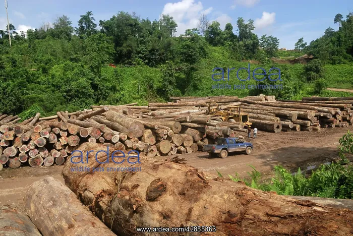 : Timber at a logging area near the Danum Valley : Timber at a logging area near the Danum Valley