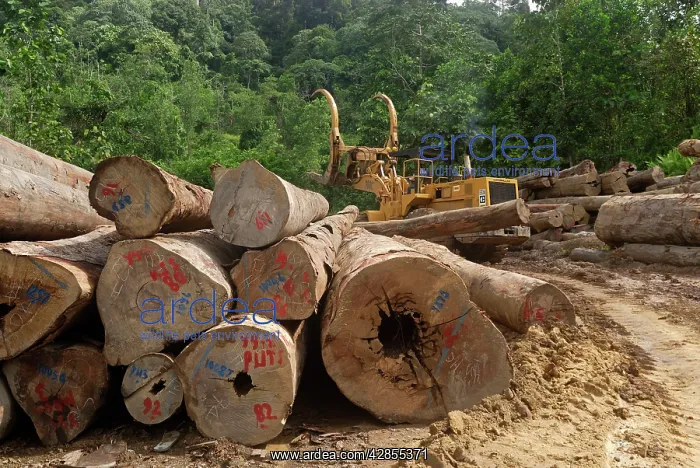 : Timber at a logging area near the Danum Valley : Timber at a logging area near the Danum Valley
