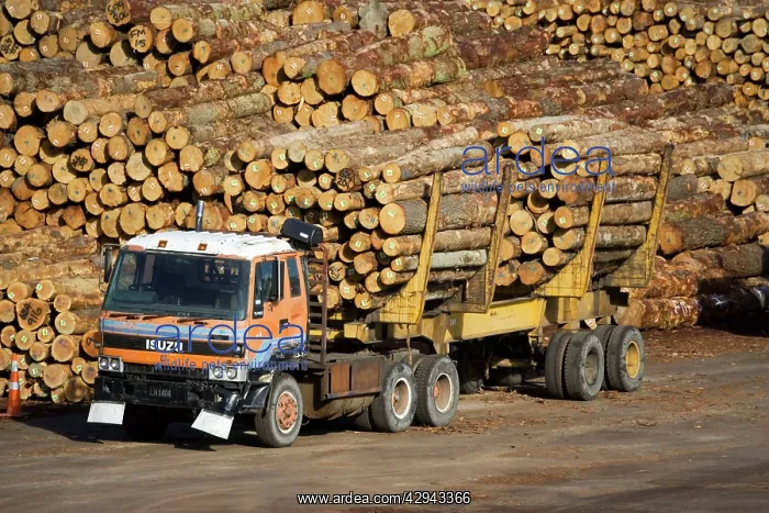 : Timber logs stacked on quayside at Lyttleton Port : Timber logs stacked on quayside at Lyttleton Port