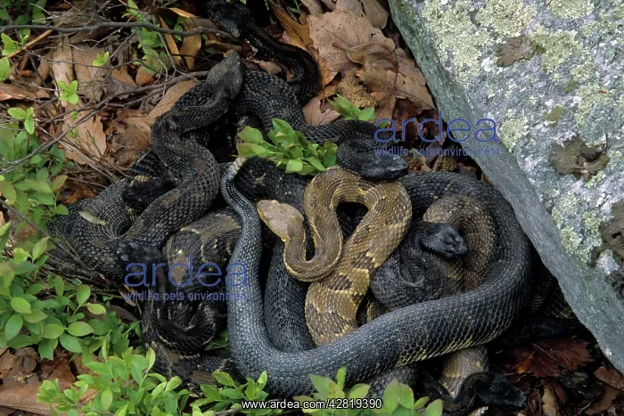 : Timber Rattlesnake : Timber Rattlesnake