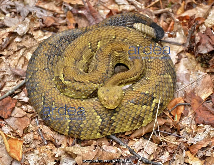 : Timber Rattlesnake : Timber Rattlesnake