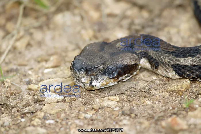 : Timber Rattlesnake : Timber Rattlesnake