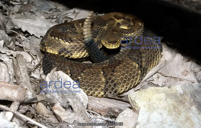 : Timber Rattlesnake : Timber Rattlesnake