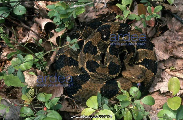 : Timber Rattlesnake : Timber Rattlesnake