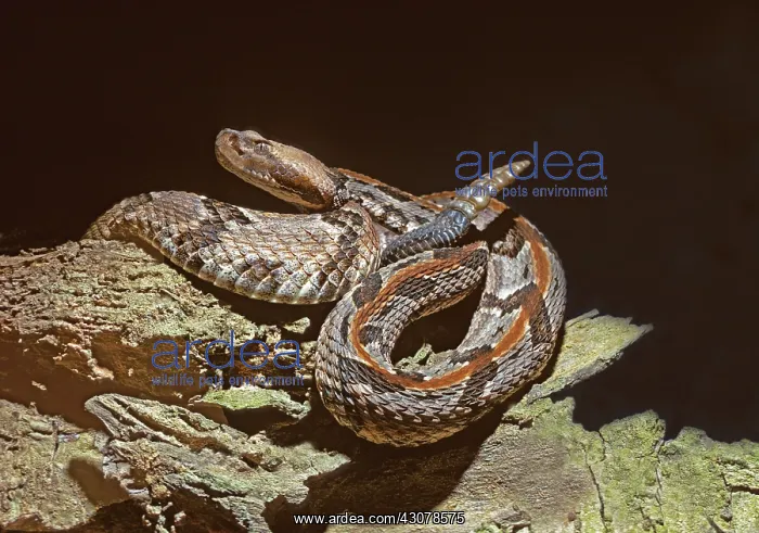 : Timber Rattlesnake : Timber Rattlesnake
