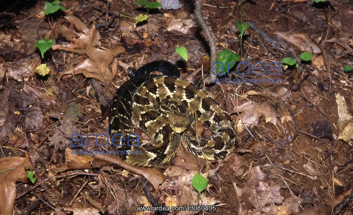 : Timber Rattlesnake : Timber Rattlesnake