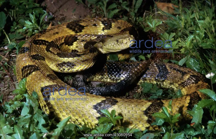 : Timber Rattlesnake : Timber Rattlesnake
