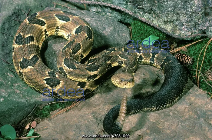 : Timber rattlesnake : Timber rattlesnake