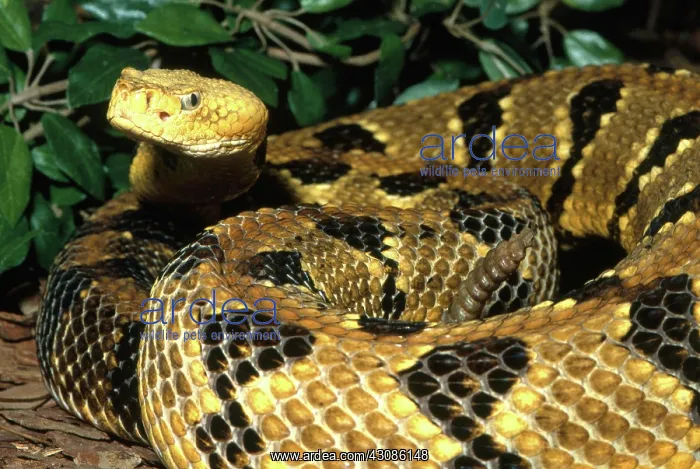  : Timber Rattlesnake