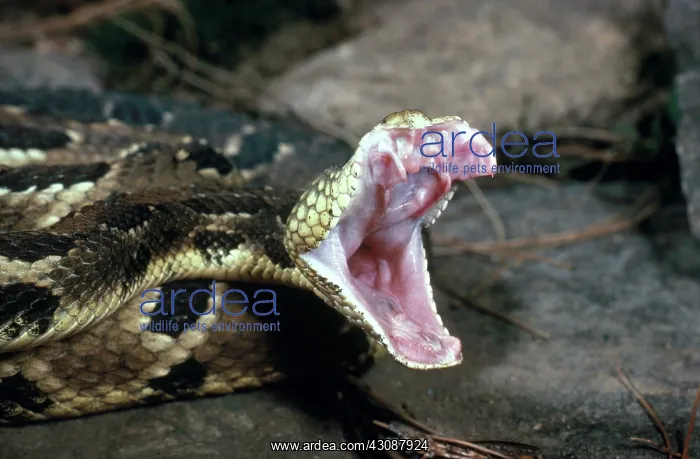 : Timber Rattlesnake : Timber Rattlesnake