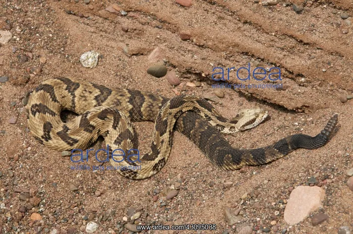 : Timber Rattlesnake : Timber Rattlesnake