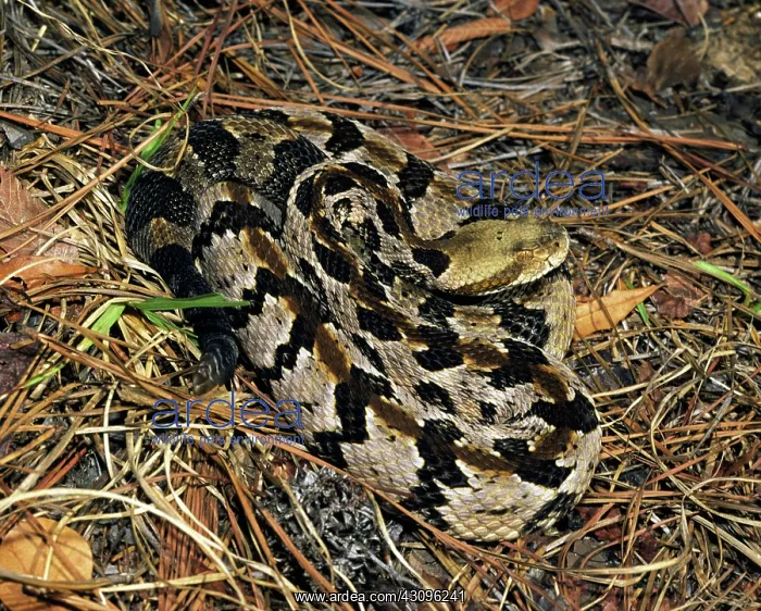 : Timber Rattlesnake : Timber Rattlesnake