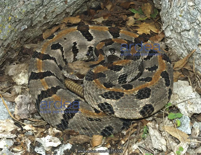 : Timber Rattlesnake : Timber Rattlesnake