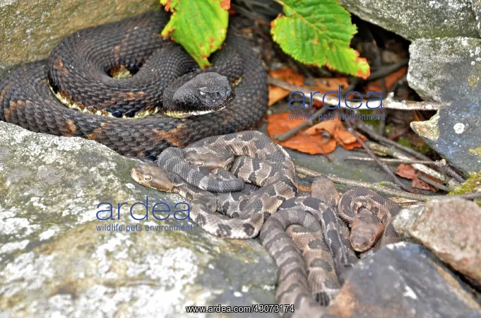 : Timber Rattlesnake with babies : Timber Rattlesnake with babies