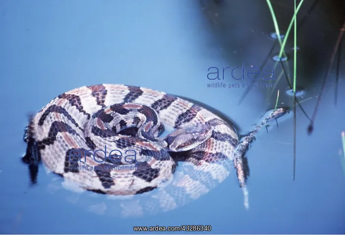 : TIMBER RATTLESNAKE - coiled in water : TIMBER RATTLESNAKE - coiled in water