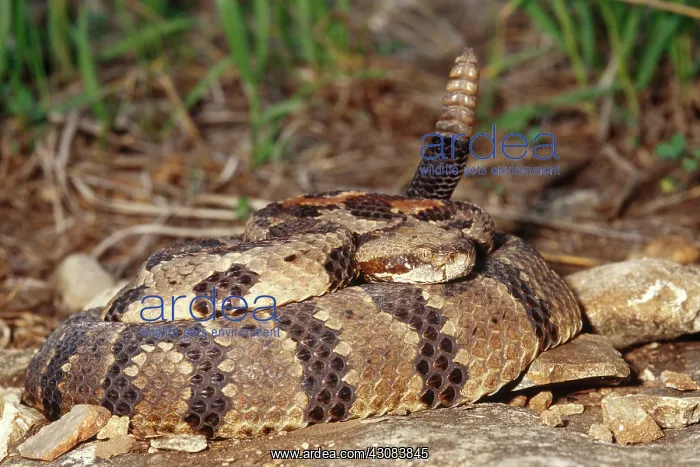: Timber Rattlesnake (Crotalus horridus) : Timber Rattlesnake (Crotalus horridus)