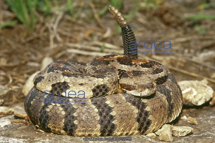 : Timber Rattlesnake (Crotalus horridus) : Timber Rattlesnake (Crotalus horridus)