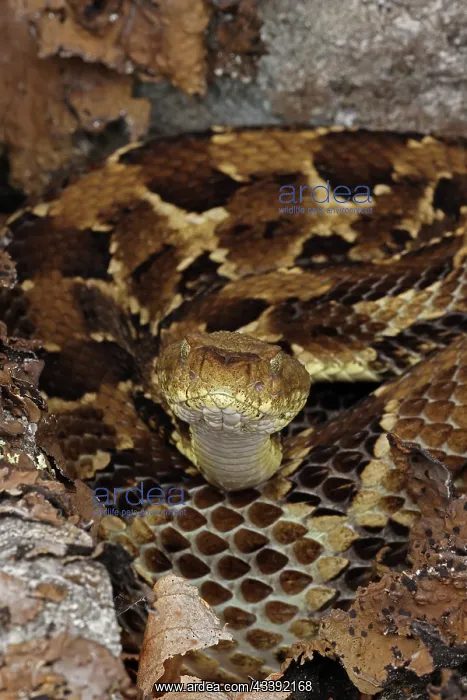 : timber rattlesnake, Crotalus horridus, gravid female : timber rattlesnake, Crotalus horridus, gravid female