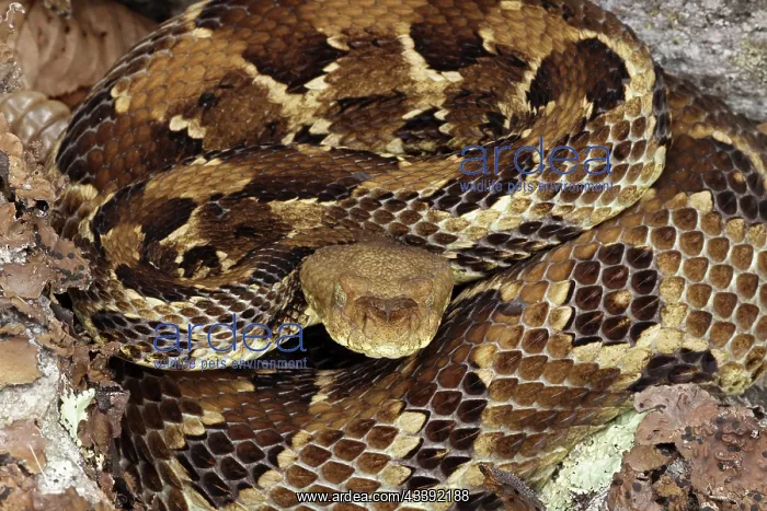 : timber rattlesnake, Crotalus horridus, gravid female : timber rattlesnake, Crotalus horridus, gravid female