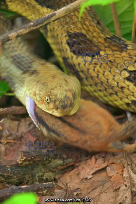 : Timber Rattlesnake - Eating Eastern Chipmunk (Tamias : Timber Rattlesnake - Eating Eastern Chipmunk (Tamias