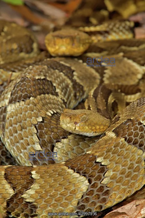 : Timber Rattlesnake - gravid female : Timber Rattlesnake - gravid female
