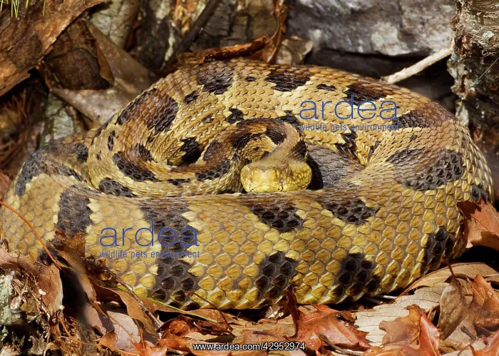 : Timber Rattlesnake - by the number of rattles approximately : Timber Rattlesnake - by the number of rattles approximately