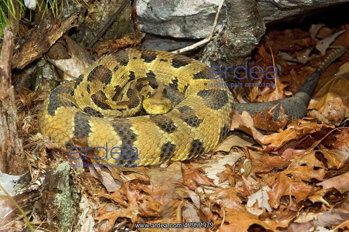: Timber Rattlesnake - by the number of rattles approximately : Timber Rattlesnake - by the number of rattles approximately