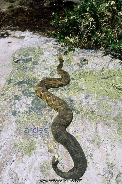 : TIMBER RATTLESNAKE - ON ROCK : TIMBER RATTLESNAKE - ON ROCK