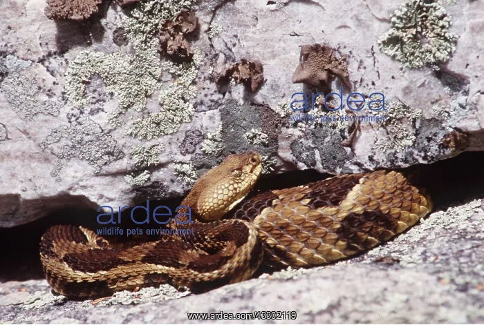 : TIMBER RATTLESNAKE - IN ROCK : TIMBER RATTLESNAKE - IN ROCK