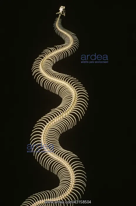 : Timber rattlesnake skeleton : Timber rattlesnake skeleton