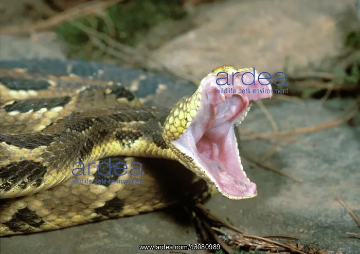  : Timber rattlesnake striking