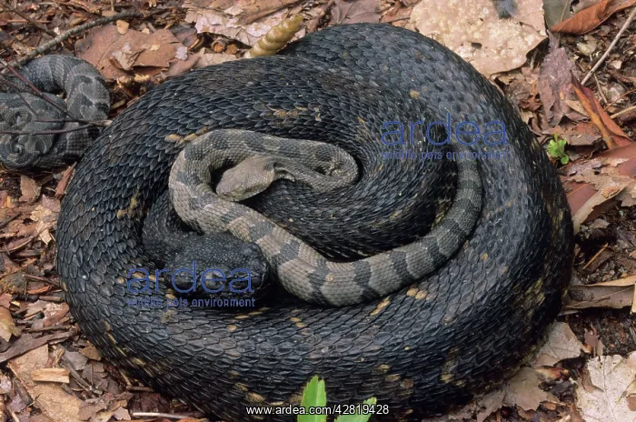 : Timber Rattlesnake - with young : Timber Rattlesnake - with young